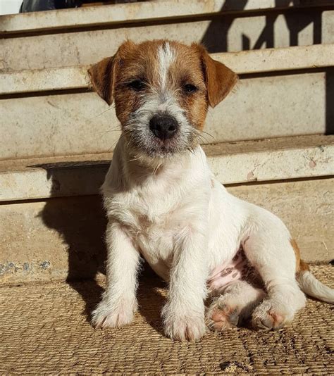 jack russell puppies for sale uk  This advert is located in and around Westcliff On Sea, Essex